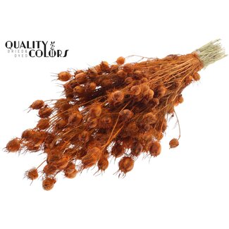 QC Getrocknete Jungfer im Grünen | Farbe: Orange | Nigella Trockenblumen | Länge ± 45 Zentimeter | Gewicht 150 Gramm | Pro Bund