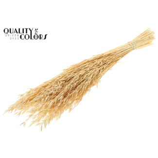 QC Gebleekte Gedroogde Haver | Kleur: Naturelle | Avena Droogbloemen | Lengte ± 60 centimeter | Gewicht 200 gram | Per bos