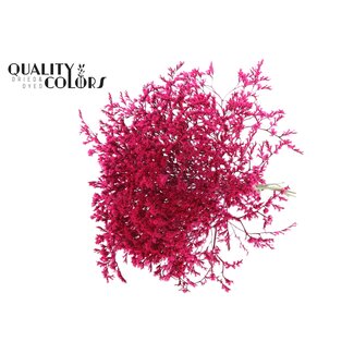 QC Getrockneter Meerlavendel | Farbe: Kirschrot | Limonium Tataricum Trockenblumen | Länge ± 30 cm | Gewicht 45 Gramm | Pro Bund