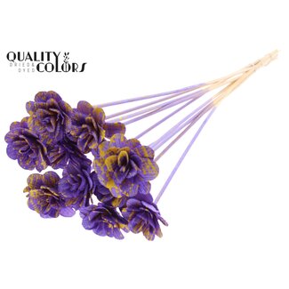 QC Shola Houten Roos op stok | Kleur: Gespetterd Paars Geel | Shola Beetal Rose Bijsteker | Diameter roos 6 centimeter | Lengte bijsteker ± 50 centimeter | 10 bijstekers per bos