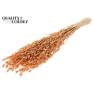 QC Getrockneter Hafer Premium | Farbe: Frosted Lachsfarben | Avena Premium Trockenblumen | Länge ± 70 Zentimeter | Gewicht 200 Gramm | Pro Bund