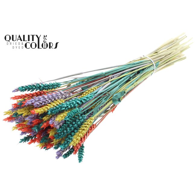 Blé Séché “Coloré 5” | Couleur : Couleurs Mixtes | Fleurs Séchées de Triticum | Longueur ± 60 centimètres | Poids 220 grammes | Par bouquet