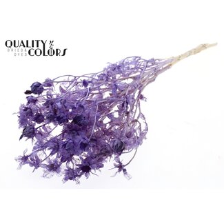 QC Dried Bleached Carthamus | Colour: Frosted Milkapurple | Safflower or Bidens Dried Flowers | Length ± 70 centimetres | Per bunch