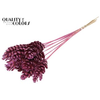 QC Strobus Kiefernzapfen auf Stab | Farbe: Metallic Rosa | Kiefernzapfen Einstecker | Länge ± 50 Zentimeter | 10 Einstecker pro Bund