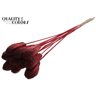 QC Gousse de graine d'acajou sur tige | Couleur : Rouge | Fruits secs de Swietenia Mahagoni avec pique | Longueur de la pique ± 50 centimètres | 10 piques par bouquet