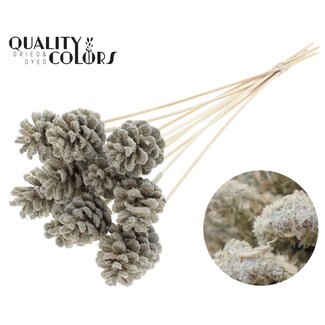 QC Dennenappel op stok | Kleur: Sawdust Crèmekleurig | Diameter 5 - 7 centimeter | Lengte ± 50 centimeter | 10 bijstekers per bos