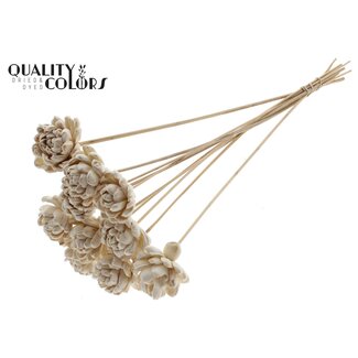 QC Shola Roos op stok | Kleur: Natuurlijk Wit | Shola New Beauty Rose | Diameter 6 centimeter | Lengte ± 50 centimeter | 10 bijstekers per bos | Per bos