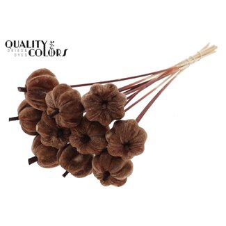 QC Citrouille en velours sur tige | Couleur : Marron | Pique-citrouille | Diamètre de la citrouille 6 centimètres | Longueur ± 50 centimètres | 10 piques par bouquet