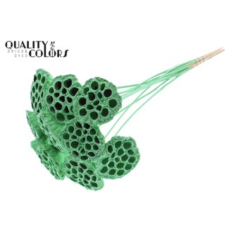 QC Gedroogde Lotus Peulen op stok | Kleur: Mintgroen | Diameter Lotus 5 - 7 centimeter | Lengte bijsteker ± 50 centimeter | 10 bijstekers per bos