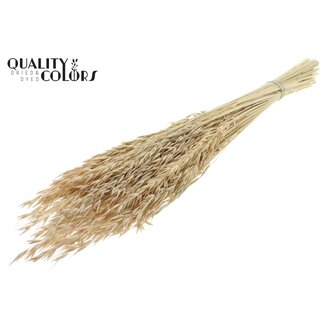 QC Gebleichte Getrocknete Hafer | Farbe: Frosted Weiß | Avena Trockenblumen | Länge ± 60 Zentimeter | Gewicht 200 Gramm | Pro Bund
