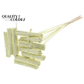 QC Kore Bouquet sur tige | Couleur : Crème | Kore Pique-fleurs | Longueur du pique-fleurs ± 50 centimètres | 10 piques-fleurs par bouquet