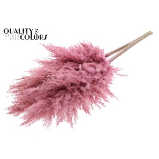 QC Gedroogde Pampas Pluimen | Kleur: Frosted Roze | Pampas Droogbloemen | Lengte ± 100 centimeter | 5 pluimen per bos | Per bos