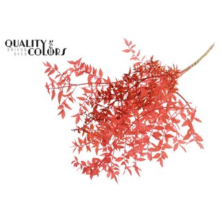 QC Gedroogde Ruscus | Kleur: Koraalkleurig | Ruscus Droogbloemen | Lengte ± 70 centimeter | 10 takken per bos | Per bos