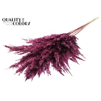 QC Plumes de Pampas Séchées | Couleur : Bordeaux | Fleurs Séchées Pampas | Longueur ± 100 centimètres | 5 plumes par bouquet | Par bouquet