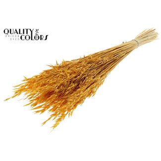 QC Gebleekte Gedroogde Haver | Kleur: Abrikooskleurig | Avena Droogbloemen | Lengte ± 60 centimeter | Gewicht 200 gram | Per bos