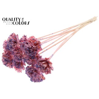 QC Shola Wooden Carnation Flower on a Stick | Colour: Speckled Pink Milkapurple | Shola Carnation Flower Stick | Flower Diameter 6 centimetres | Stick Length ± 50 centimetres | 10 sticks per bunch