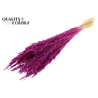 QC Gebleichte Getrocknete Hafer | Farbe: Fliederfarben | Avena Trockenblumen | Länge ± 60 Zentimeter | Gewicht 200 Gramm | Pro Bund