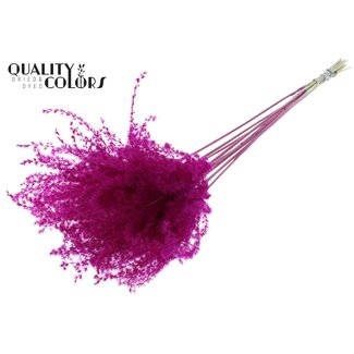 QC Plumes de Roseau de Chine Séchées | Couleur : Lilas | Fleurs Séchées de Miscanthus | Longueur ± 70 centimètres | 5 plumes par bouquet | Par bouquet