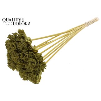QC Shola Houten Karnish Flower on stick | Colour: Olive green | Shola Karnish Flower Stick | Flower diameter 6 centimetres | Stick length ± 50 centimetres | 10 sticks per bunch