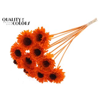 QC Shola Madelief Zonnebloem op stok | Kleur: Oranje | Shola Daisy Sunflower | Diameter 6 centimeter | Lengte ± 50 centimeter | 10 bijstekers per bos | Per bos
