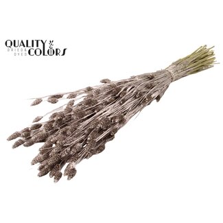 QC Gedroogde Phalaris | Kleur: Champagnekleurig | Kanariegras Droogbloemen | Lengte ± 60 centimeter | Gewicht 220 gram | Per bos