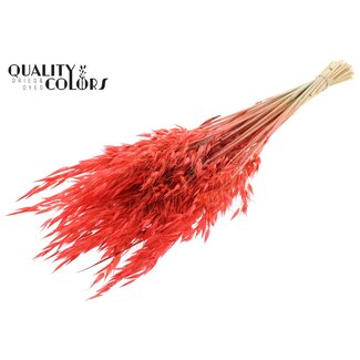 QC Getrockneter Wilder Hafer | Farbe: Korallenfarbe | Wilder Avena Trockenblumen | Länge ± 70 Zentimeter | Gewicht 100 Gramm | Pro Bund