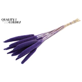 QC Babala on natural stem Purple