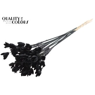 QC Bakuli am Stiel | Farbe: Schwarz | Bucheckern Samenkapsel Einstecker | Länge ± 50 Zentimeter | 10 Einstecker pro Bund