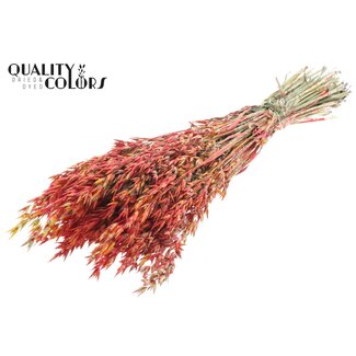 QC Gedroogde Haver | Kleur: Meerkleurig Rood | Avena Droogbloemen | Lengte ± 60 centimeter | Gewicht 250 gram | Per bos