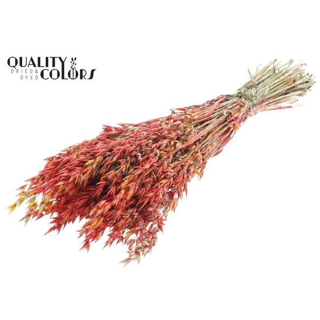 Avoine Séchée | Couleur : Multicolore Rouge | Avena Fleurs Séchées | Longueur ± 60 centimètres | Poids 250 grammes | Par bouquet