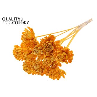 QC Shola rose on stem | Colour: Apricot-coloured | Shola New Beauty Rose | Diameter 8 centimeter | Length ± 50 centimeter | 10 extra picks per bunch | Per bunch