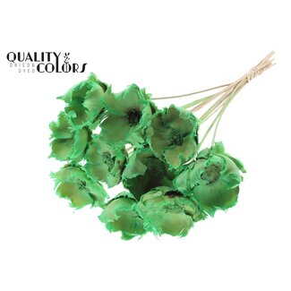 QC Dried Bleached Palm Cup on stem | Colour: Frosted Mint Green | Length ± 50 centimetres | 10 stems per bunch