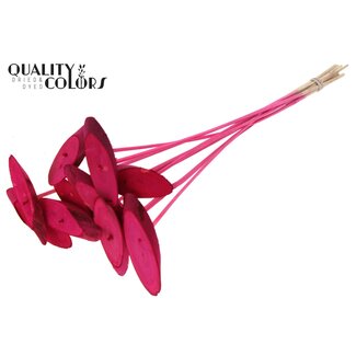 QC Disque de bois ovale sur tige | Couleur : Cerise | Disque de bois pour décoration | Diamètre 5 - 7 centimètres | Longueur ± 50 centimètres | 10 décorations par bouquet | Par bouquet