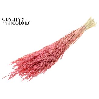 QC Gebleekte Gedroogde Haver | Kleur: Frosted Roze | Avena Droogbloemen | Lengte ± 60 centimeter | Gewicht 200 gram | Per bos