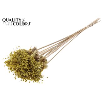 QC Mini Knoopsbloemen Boeketje op stok | Kleur: Geel | Mini Button Bijsteker | Lengte ± 50 centimeter | 10 bijstekers per bos