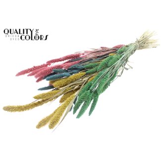QC Dried Setaria “Pastel Prism” | Colour: Mixed Colours | Setaria Dried Flowers | Length ± 70 centimetres | Weight 210 grams | Per bunch