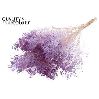 QC Gebleekte Gedroogde Broom Bloom | Kleur: Milkapaars | Brem Droogbloemen | Lengte ± 50 centimeter | Gewicht 100 gram | Per bos