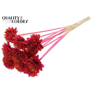 QC Shola Zinnia Blume am Stiel | Farbe: Gesprenkelt kirschfarbenes Gelb | Shola Zinia | Durchmesser 6 centimeter | Länge ± 50 centimeter | 10 Stecknadeln pro Bund | Pro Bund