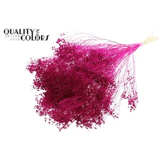 QC Gebleekte Gedroogde Broom Bloom | Kleur: Lilakleurig | Brem Droogbloemen | Lengte ± 50 centimeter | Gewicht 100 gram | Per bos