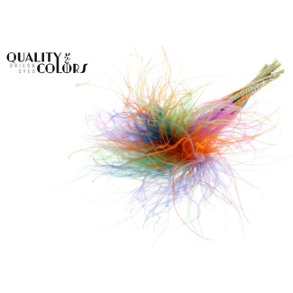 QC Dried Stipa Feather Grass “Neon Dusk” | Colour: Mixed Colours | Stypha Penata Dried Flowers | Length ± 60 centimetres | 10 plumes per bunch | Per bunch