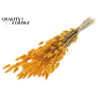 QC Gedroogde Hazenstaartjes Premium | Kleur: Abrikooskleurig | Lagurus Ovatus droogbloemen | Lengte ± 60 centimeter | Gewicht 60 gram | Per bos