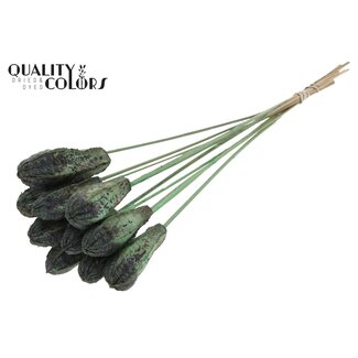 QC Gousse de graines de Mahonie sur tige | Couleur : Vert menthe givré | Fruits secs de Swietenia Mahagoni avec pique | Longueur de la pique ± 50 centimètres | 10 piques par bouquet