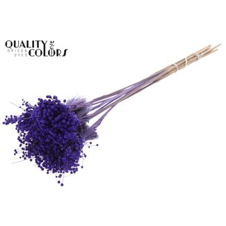 QC Mini Button Flowers Bouquet on Stick | Colour: Purple | Mini Button Insert | Length ± 50 centimetres | 10 inserts per bunch