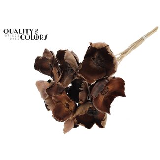 QC Dried Palm Cup on stem | Colour: Natural Brown | Length ± 50 centimetres | 10 stems per bunch