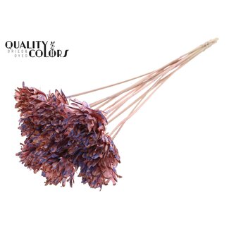 QC Shola Dennenhouten Bloem op stok | Kleur: Gespetterd Roze Milkapaars | Shola Slice Pine Bijsteker | Diameter bloem 6 centimeter | Lengte ± 50 centimeter | 10 bijstekers per bos