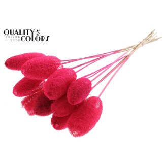 QC Mini Luffa Schwamm auf Stiel | Farbe: Kirschrot | Loofah-Stecker | Länge ± 50 Zentimeter | 10 Stecker pro Bund