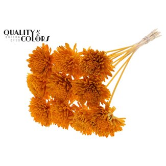 QC Shola Zinnia Bloem op stok | Kleur: Abrikooskleurig | Shola Zinia | Diameter 8 centimeter | Lengte ± 50 centimeter | 10 bijstekers per bos | Per bos