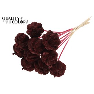 QC Velvet Pumpkin on a Stick | Colour: Burgundy | Pumpkin Pick | Pumpkin Diameter 6 centimetres | Length ± 50 centimetres | 10 picks per bunch