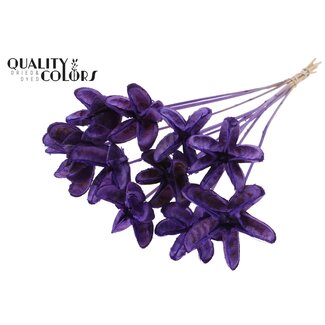 QC Dried Rambutan without spines | Colour: Milka Purple | Rambutan Dried Flowers | Length ± 50 centimetres | Per bunch