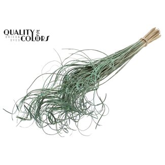 QC Gedroogd Palmblad Nerf | Curly Ting Ting | Kleur: Frosted Mintgroen | Lengte ± 70 centimeter | 100 takken per bos | Per bos